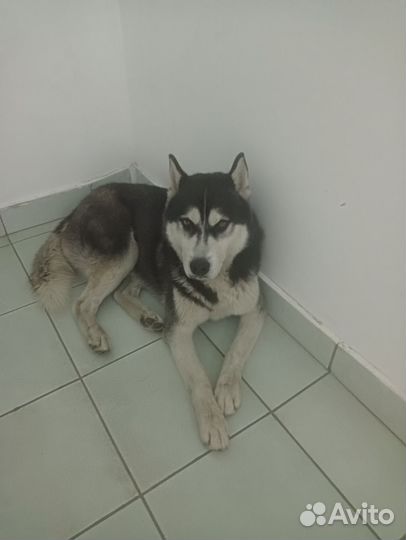 Сибирский хаски в добрые руки