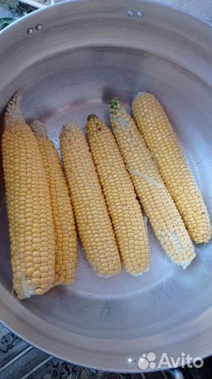 Кукуруза