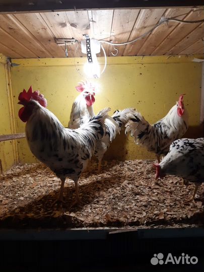 Куры.Инкубационное яйцо, Цыплята