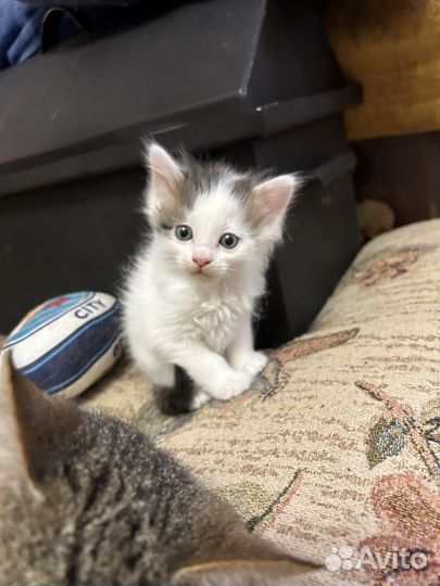 Котята