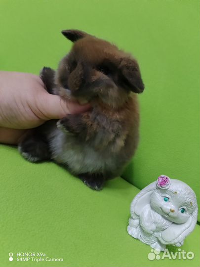 Mini lon (минилопы с документами)