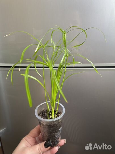 Бегония элатиор