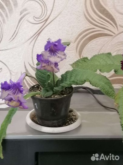 Стрептокарпус