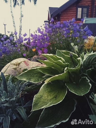 Колокольчик карпатский