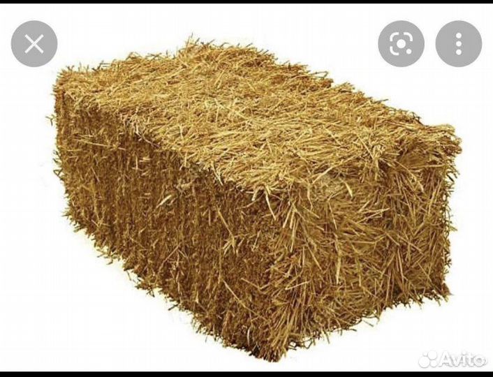 Солома ячменная