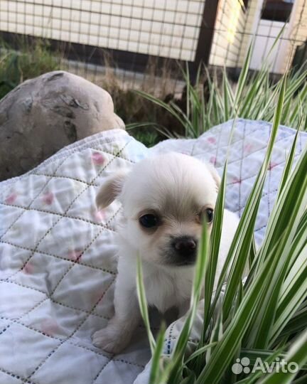 Щенки чихуахуа длинношерстные