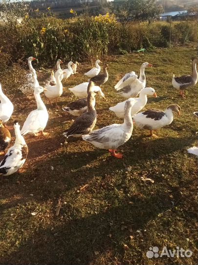 Продажа гуси утки на мясо и на племя
