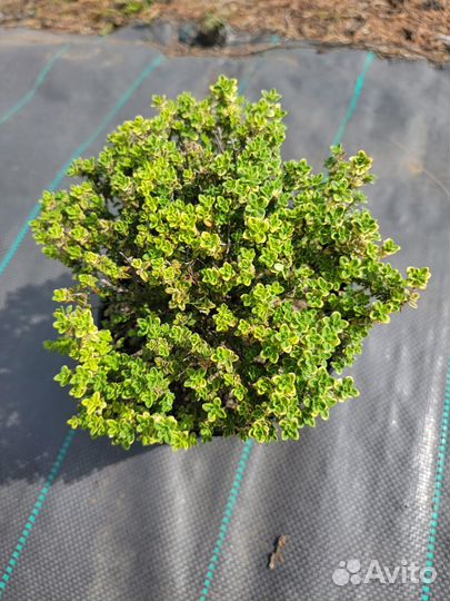 Тимьян Голден Кинг (лимоннопахнущий)