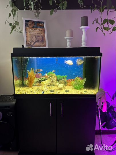 Аквариум с тумбой juwel 110 л