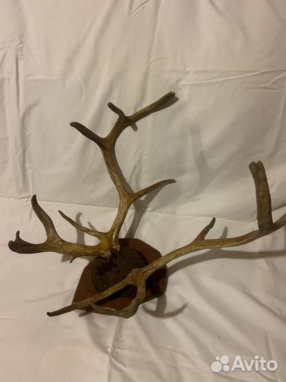 Рога оленя