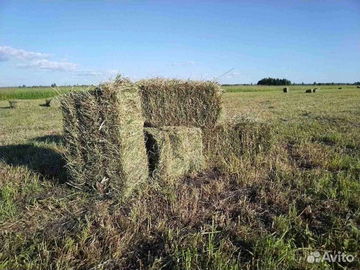 Сено в кипах