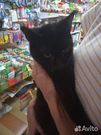 Кошка ищет временный дом