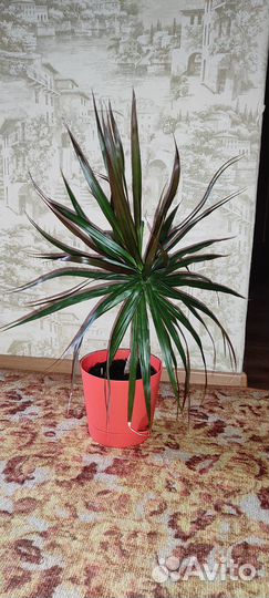 Пальма драцена