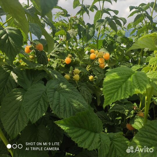 Саженцы желтой малины