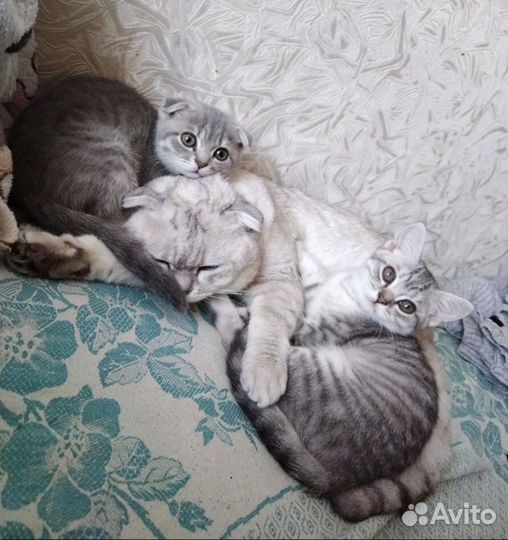 Британские котята