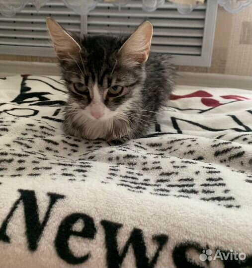 Котенок нежный в добрые руки