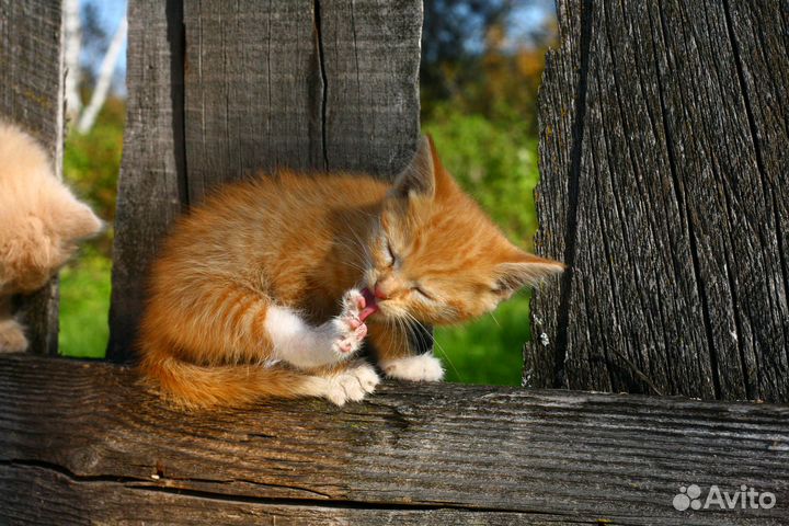 Котята от кошки крысоловки