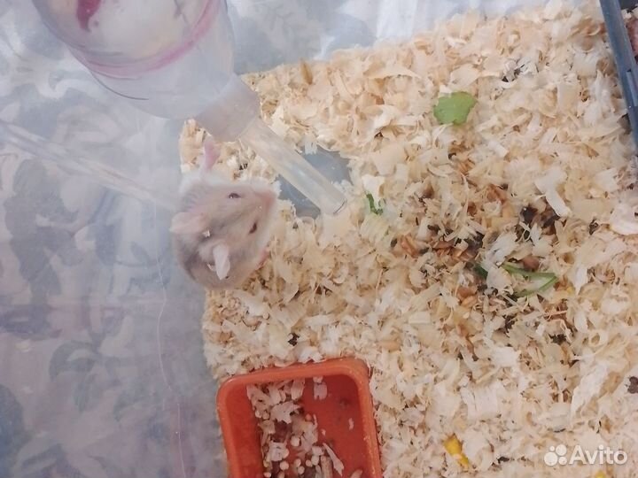 Милые хорошие малыши они приучены к еде и питью