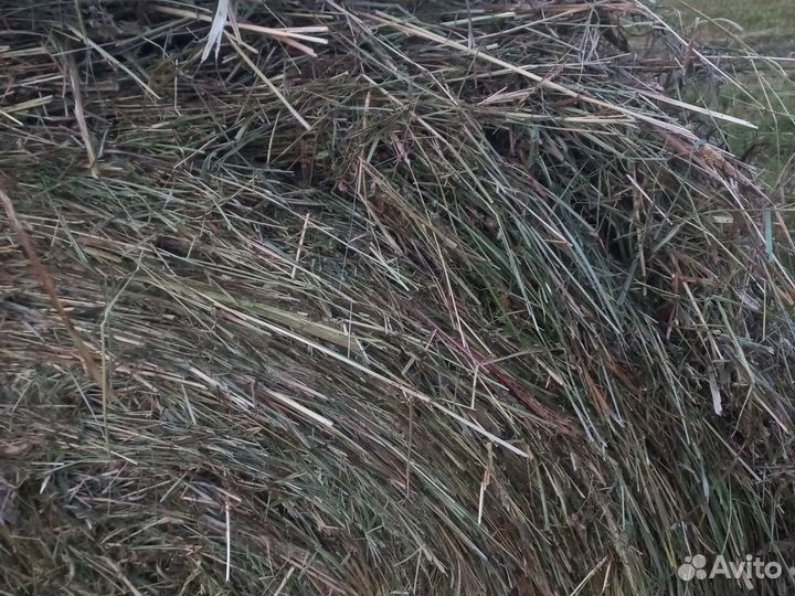 Продам сено в рулонах
