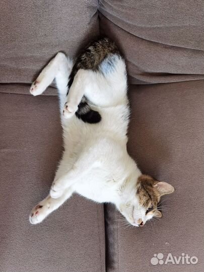 Котик бесплатно