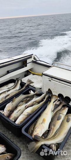 Треска мурманская свежемороженая