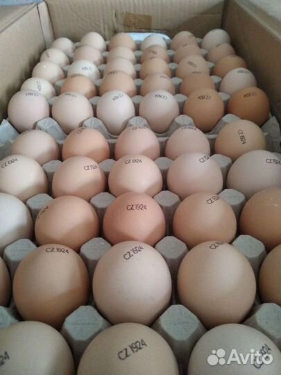 Цыплята бройлеры Kob 500, Red bro