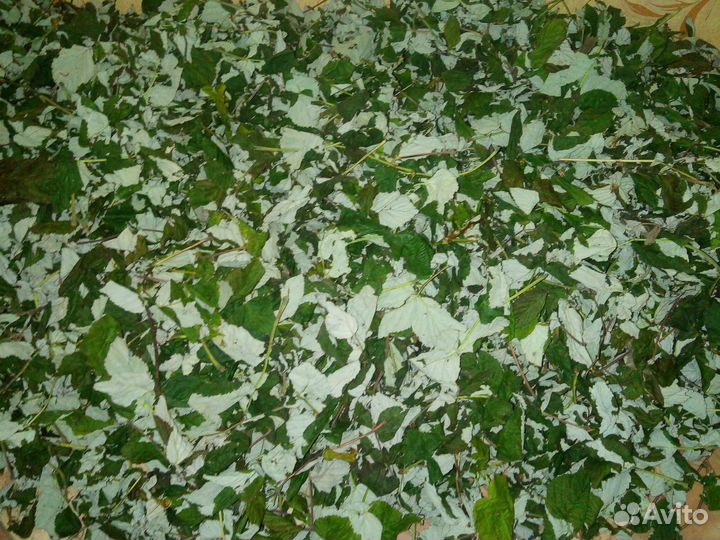 Малиновый лист