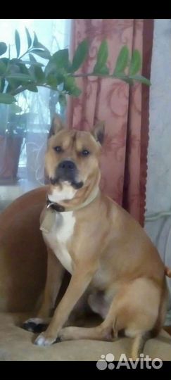 Ищем невесту