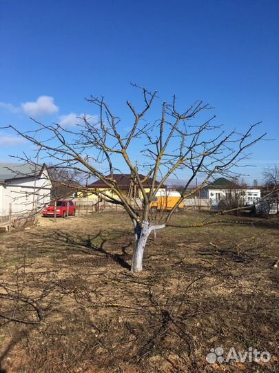 Обрезка плодовых деревьев,сада.Спил деревьев