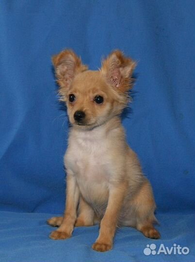 Мини тойчик