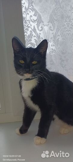 Отдам котенка в добрые руки