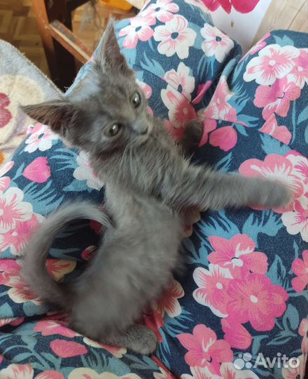 Прекрасный котёнок (мальчик) голубого окраса