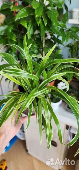 Редкий сорт хлорофитум Лаксум