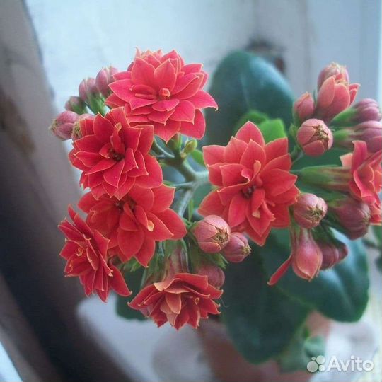 Цветы (детки)