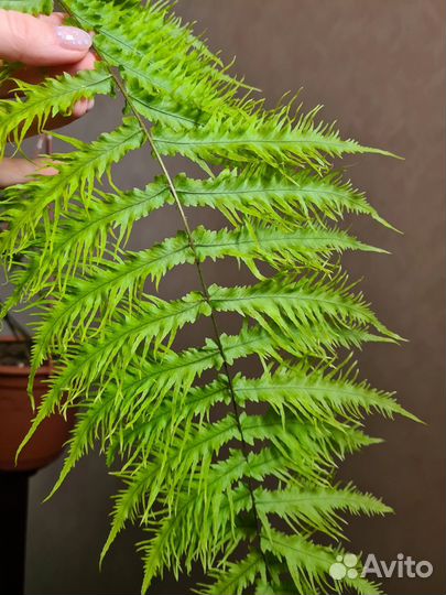 Папоротник ч.2