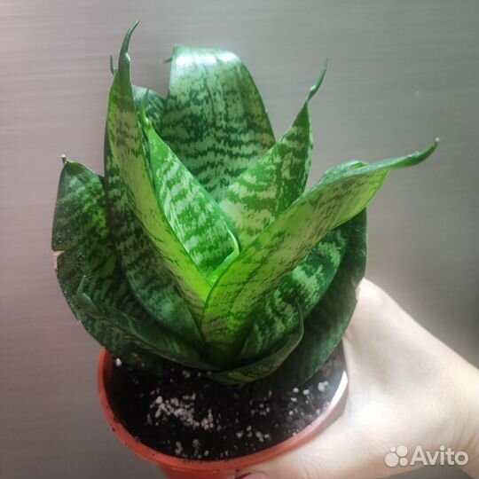 Сансевиерия