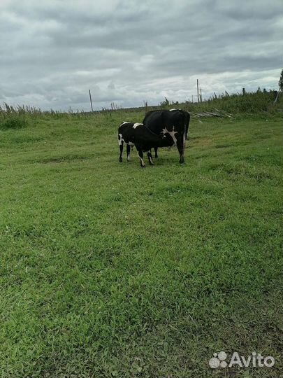 Продам коров Бычков телят