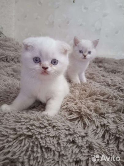 Шотландские котята