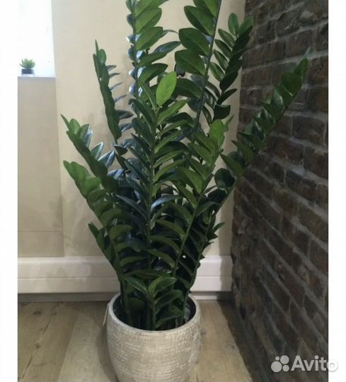 Замиокулькас