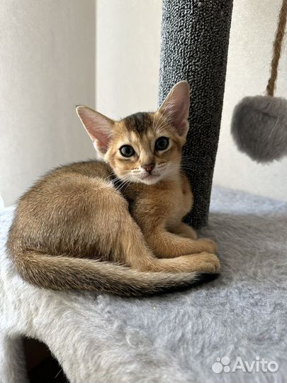 Абиссинская