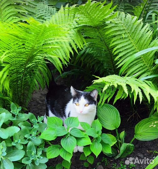 Кошка в дар