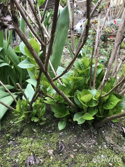 Гортензия крупнолистная