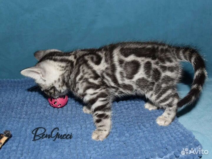 Бенгальский мальчик серебро