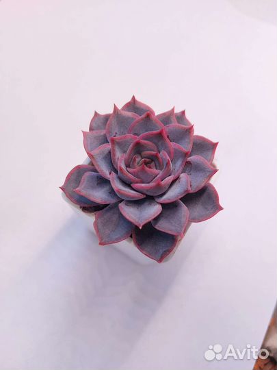 Набор листиков. Суккуленты. Эхеверии