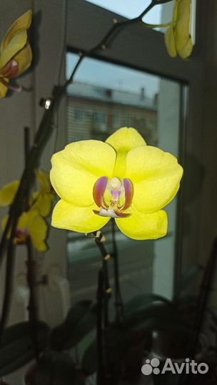 Цветущая орхидея