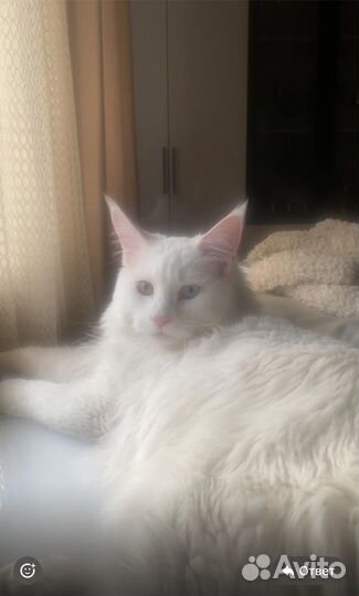 Кот мейн-кун вязка