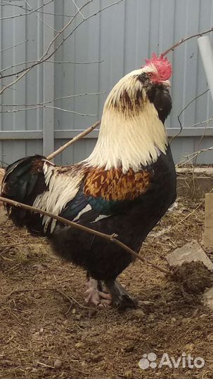 Цыплята фавероль,лакеданзи