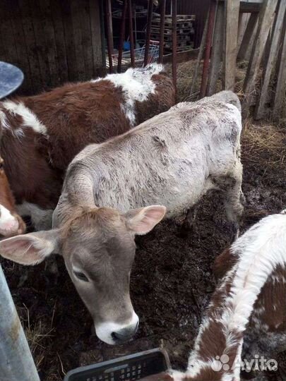 Быки на племя и откорм