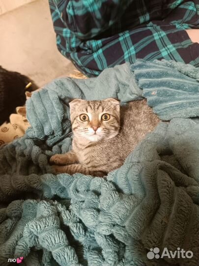 Кошки в добрые руки
