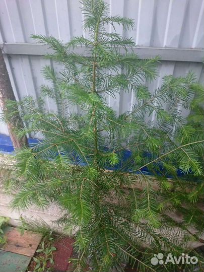 Сибирская пихта саженцы от 45см и выше